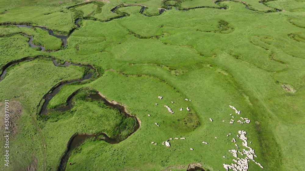 aerial view meanders and sheeps aerial view meanders and sheeps