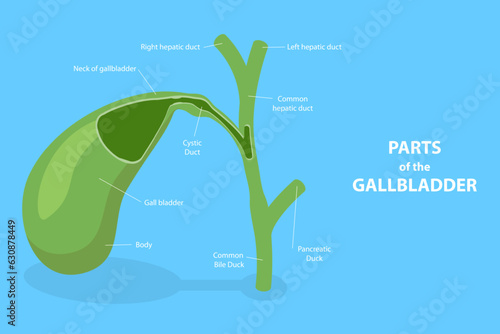 3D Isometric Flat Vector Conceptual Illustration of Parts Of The Gallbladder , Medical Educational Diagram