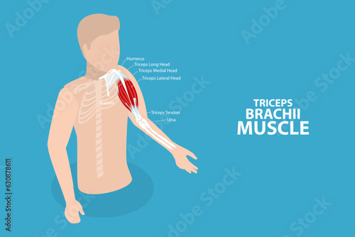 3D Isometric Flat Vector Conceptual Illustration of Triceps Brachii Muscle, Human Anatomy