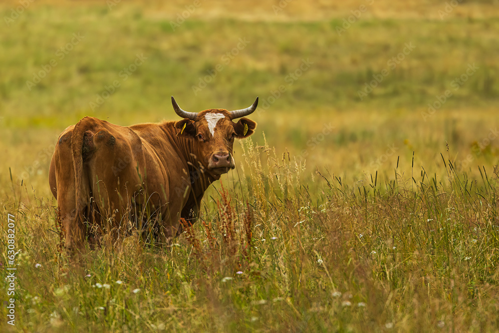 brown cow she turns her head and looks behind her brown cow she turns her head and looks behind her