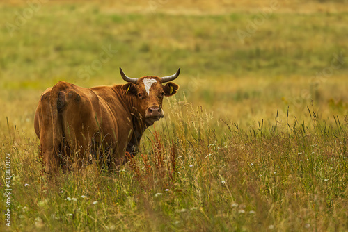 Fototapeta Naklejka Na Ścianę i Meble -  brown cow she turns her head and looks behind her