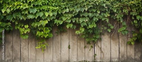 Beige background with an old wooden fence covered in overgrown ivy. space for text. The fence is painted and weathered, and there are climbing green ivy plants. 