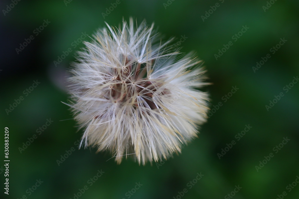 zimująca gerbera Leibnitzia anandria zimująca gerbera Leibnitzia anandria