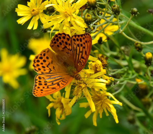Obraz na plátne The silver-washed fritillary butterfly is deep orange with black spots on the up