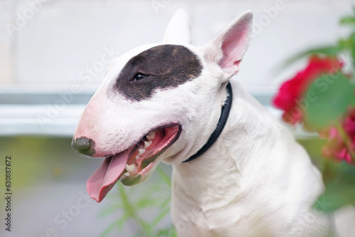 The portrait of a white with a brown patch Bull Terrier dog with a black collar posing outdoors in summer