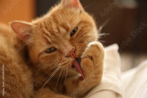 Wallpaper Mural portrait of a cat Torontodigital.ca