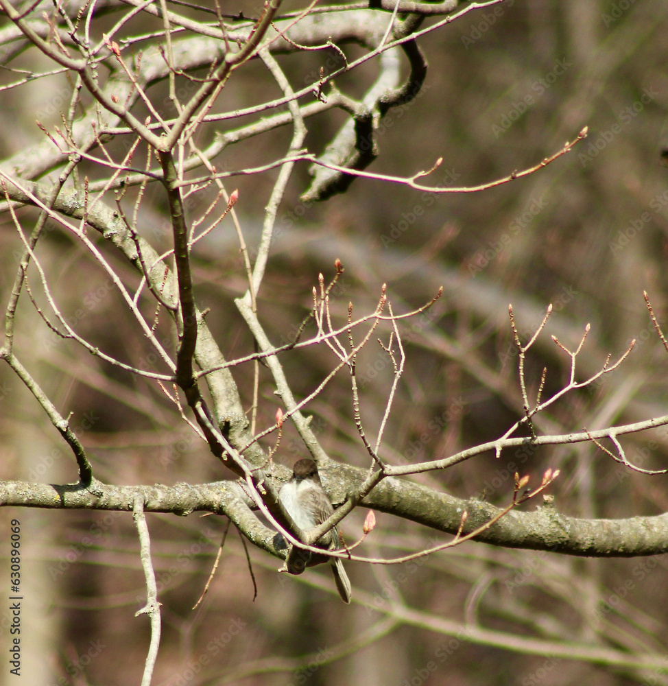 Chilly day for Eastern Phoebe on a maple tree Jenningsville Pennsylvania Chilly day for Eastern Phoebe on a maple tree Jenningsville Pennsylvania