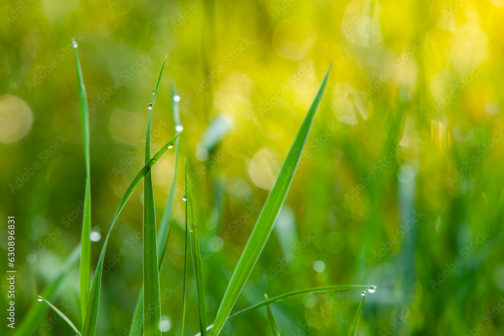 Dew drops on the grass in morning sunny lights. Nature background. Spring and summer concept.