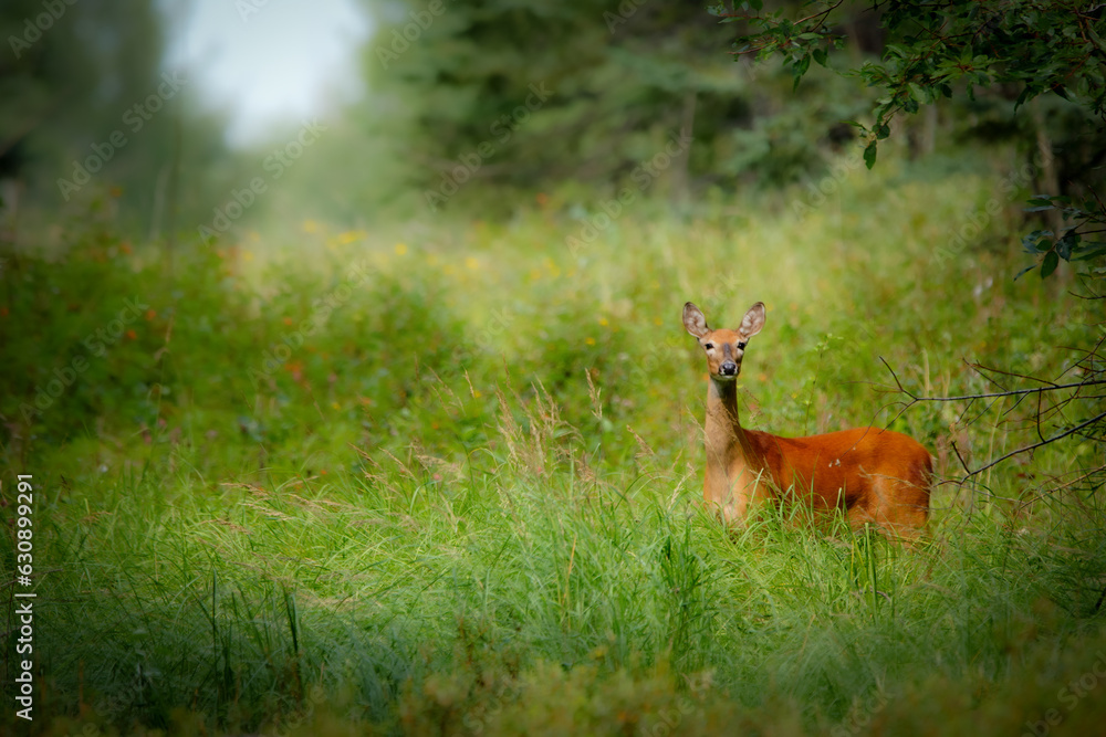 White-tailed doe in the summer forest trail standing in grass. White-tailed doe in the summer forest trail standing in grass.