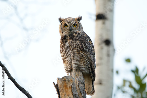 Juvenile Great-horned owl is perched on a tree in the forest.