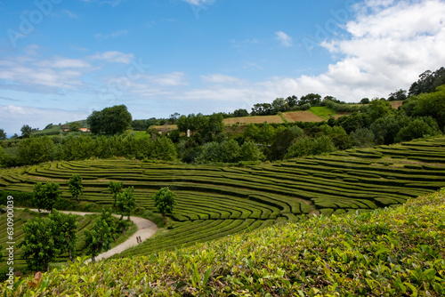 Beautiful landscape view of the Tea Plantation of Gorreana on the island of Sao Miguel in the Azores.