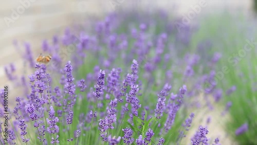 Sunset over a violet lavender field in Provence, France