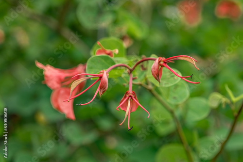 Bauhinia galpinii is a species of shrub in the family Fabaceae.South African orchid bush, red bauhinia and Nasturtium bush.Ho'omaluhia Botanical Garden, Oahu Hawaii photo