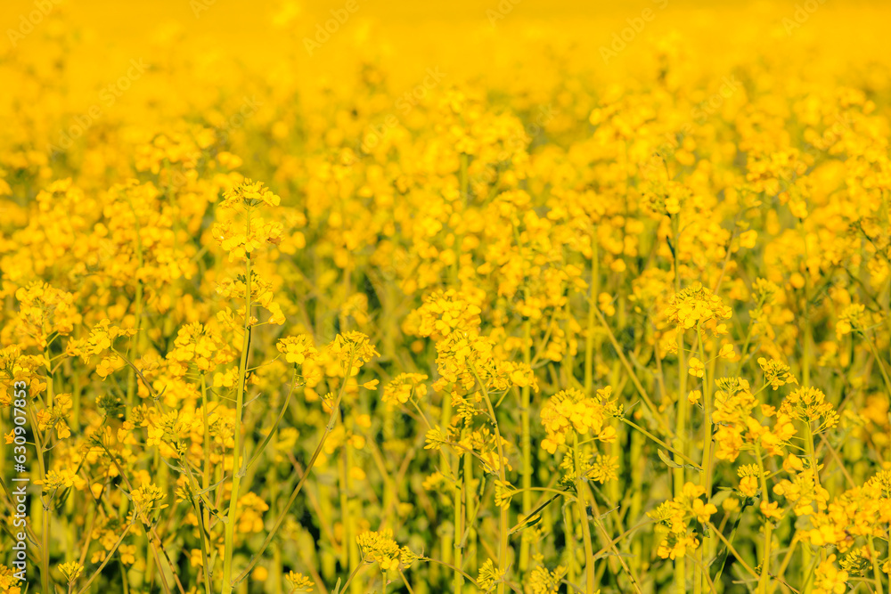 Blooming rapeseed field in early spring. Background with selective focus and copy space for text