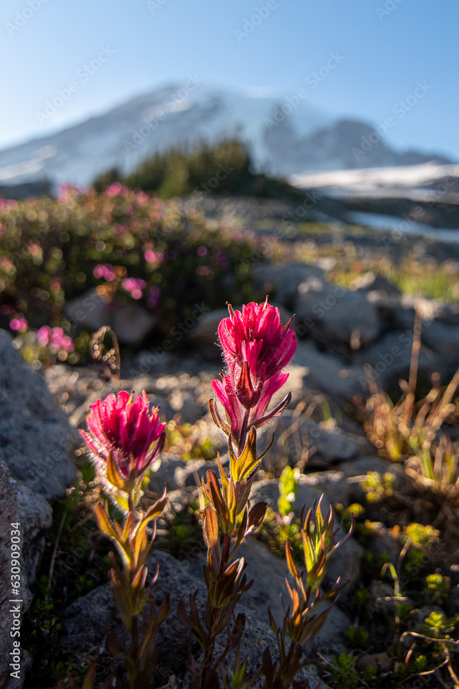 Rainier Wildflowers Rainier Wildflowers