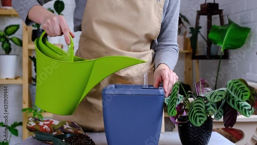 Pot for plants with automatic watering, transplanting Calathea into a double pot, watering from a watering can, assembling a water tank. photo