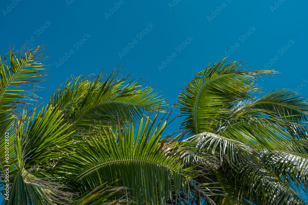 The coconut tree (Cocos nucifera) is a member of the palm tree family (Arecaceae) and the only living species of the genus Cocos. Lanikai Beach, Oahu, Hawaii. The coconut tree (Cocos nucifera) is a member of the palm tree family (Arecaceae) and the only living species of the genus Cocos. Lanikai Beach, Oahu, Hawaii.