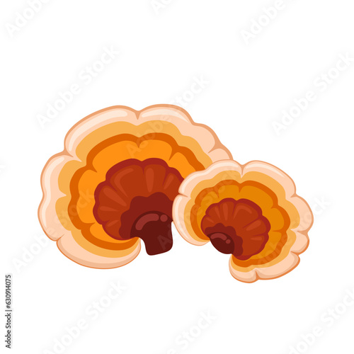 Vector illustration, reishi mushroom or Ganoderma lingzhi, isolated on white background. photo