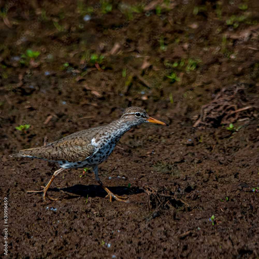 Sandpiper in dirt Sandpiper in dirt