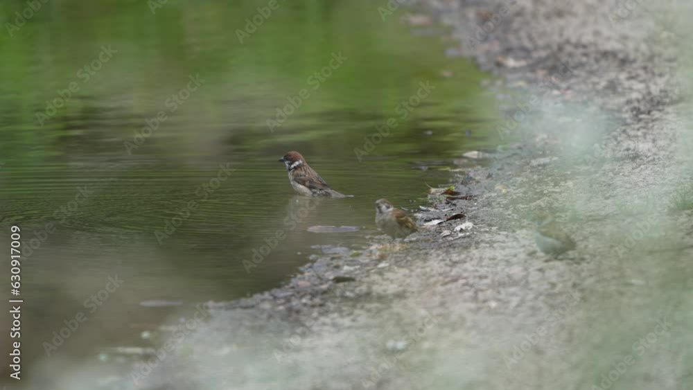 eurasian tree sparrow in a forest eurasian tree sparrow in a forest