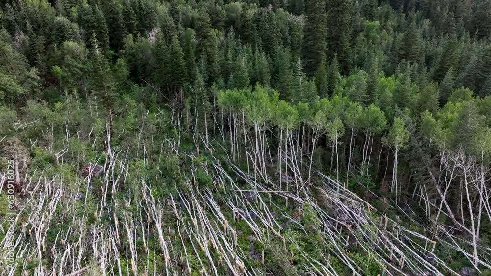 Aerial mountain avalanche forest trees destroyed Utah 4. Winter snow avalanche in mountain above Salt Lake City, Utah. Pine and aspen trees were broke and destroyed by powerful destructive force. Aerial mountain avalanche forest trees destroyed Utah 4. Winter snow avalanche in mountain above Salt Lake City, Utah. Pine and aspen trees were broke and destroyed by powerful destructive force.