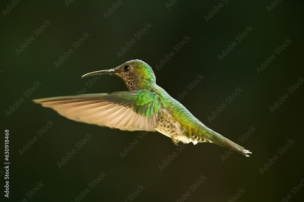 A female White-necked jacobin humming bird in a rainforest near La Suiza, Costa Rica A female White-necked jacobin humming bird in a rainforest near La Suiza, Costa Rica