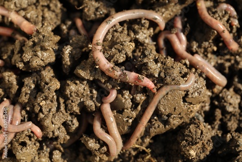 Many worms crawling in wet soil on sunny day, closeup
