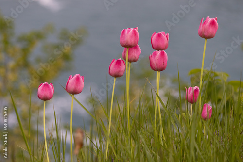 red tulips in the garden