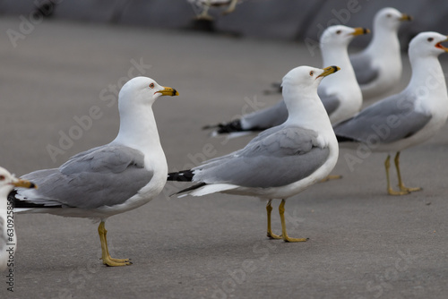 group of seagulls looking at one side 