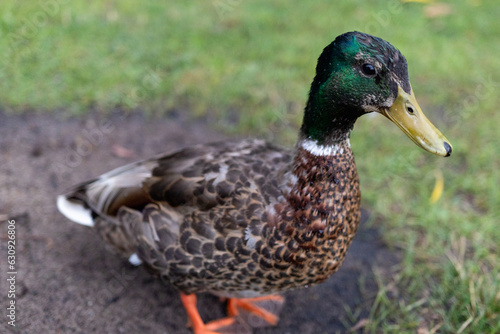 Duck in the park