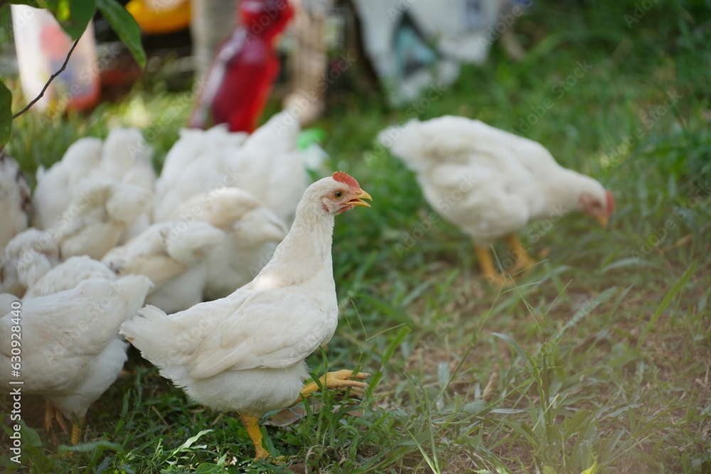 Fototapeta premium many white chickens walking on field