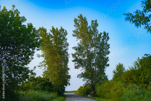 Картината върху платно Trees rustling by the wind in the morning in Lakeshore in Etobicoke, Ontario, Canada