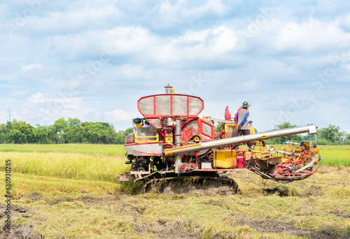 Combine harvester harvests rice in field.