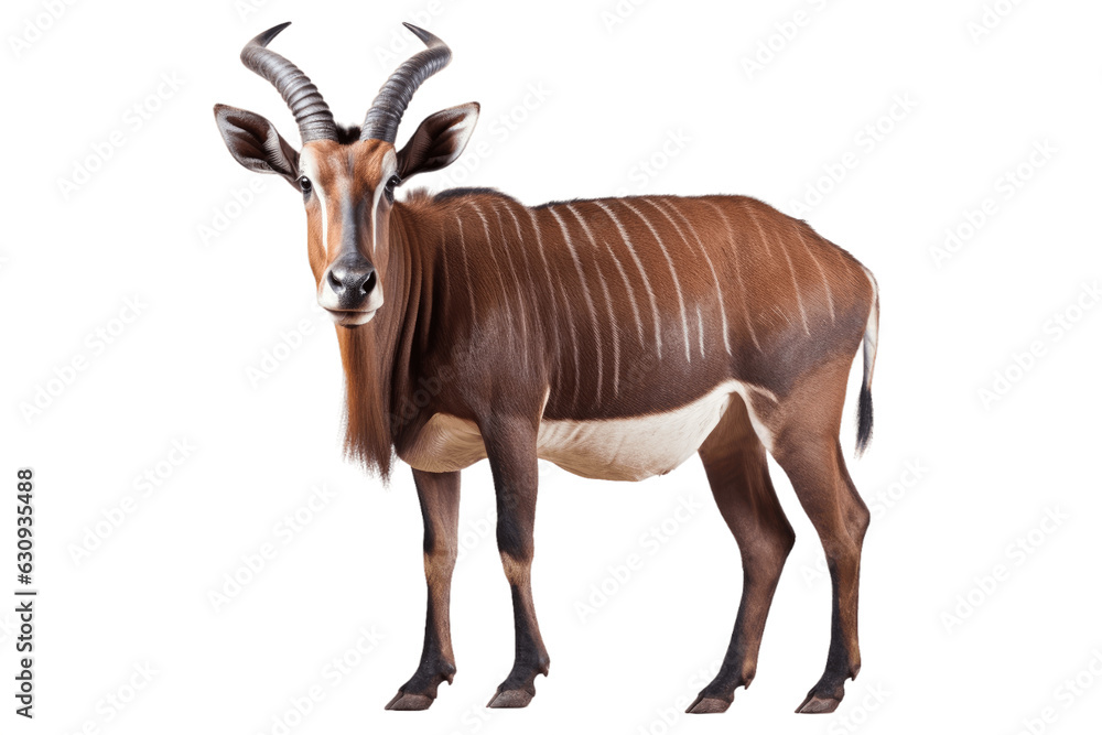 Obraz premium African Bongo isolated on transparent background.