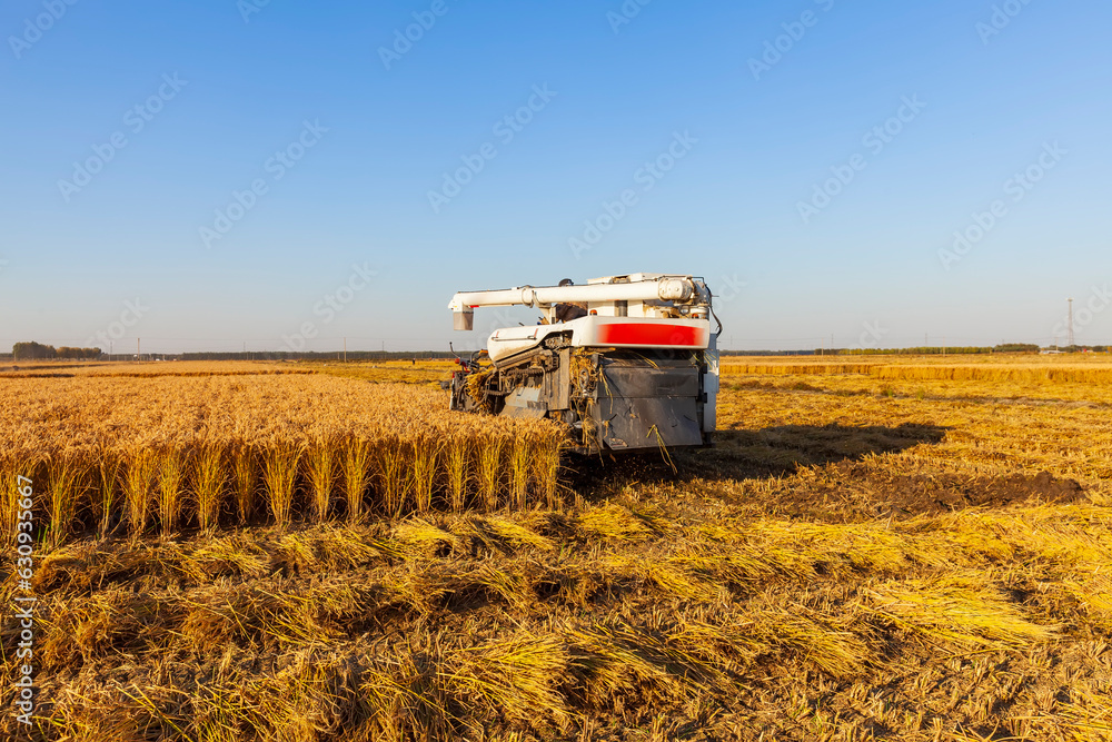 Obraz premium Harvester machine is harvesting rice