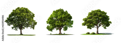 Nature green big tree cut out standing on grass transparent background 3d rendering png