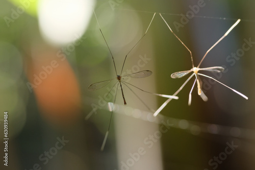 Crane Fly is a small animal that is almost similar to a mosquito.