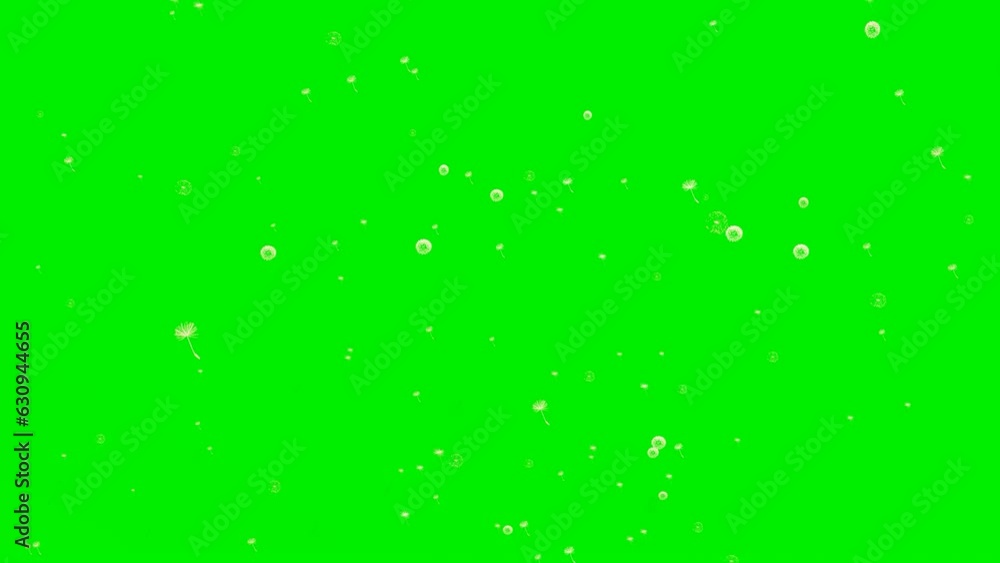 Dandelion seeds motion graphics with green screen background Dandelion seeds motion graphics with green screen background