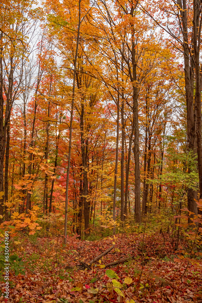 Nature's canvas ablaze with red and orange foliage