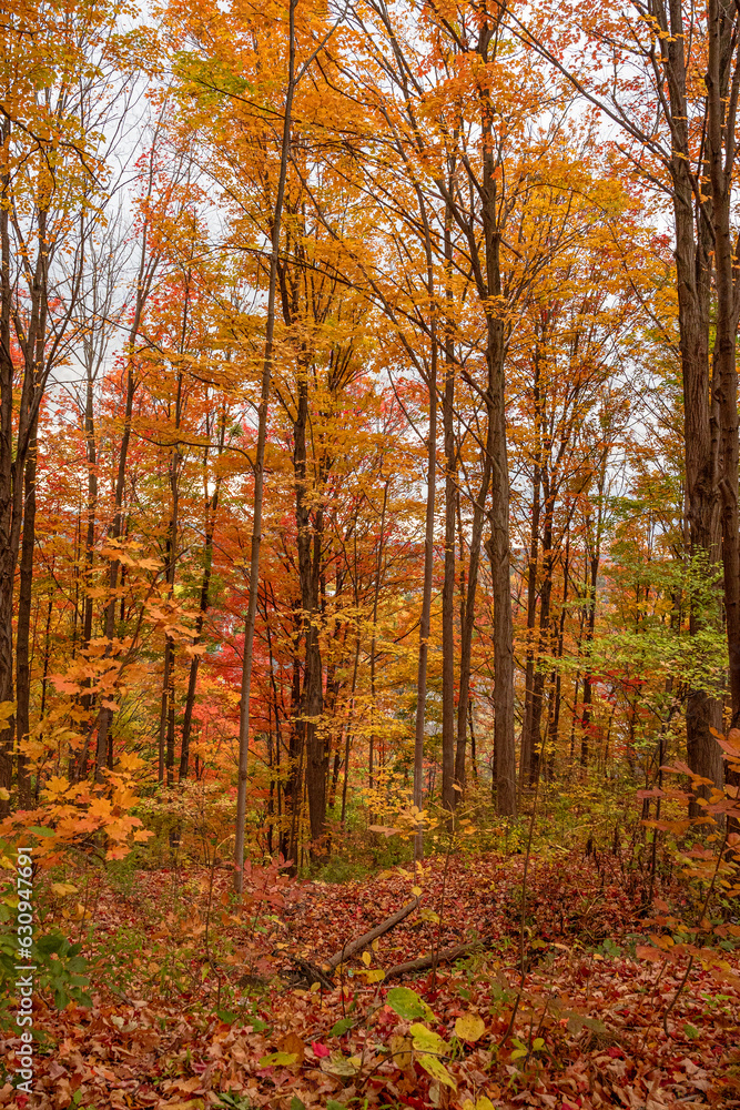 Nature's canvas ablaze with red and orange foliage Nature's canvas ablaze with red and orange foliage