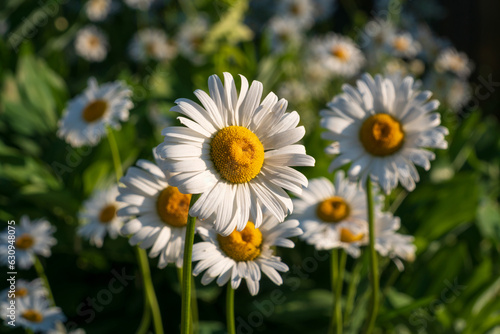 Blooming nivyanik ordinary (Lat. Leucanthemum vulgare) is a species of perennial herbaceous plants of the family Compositaceae (Asteraceae) photo