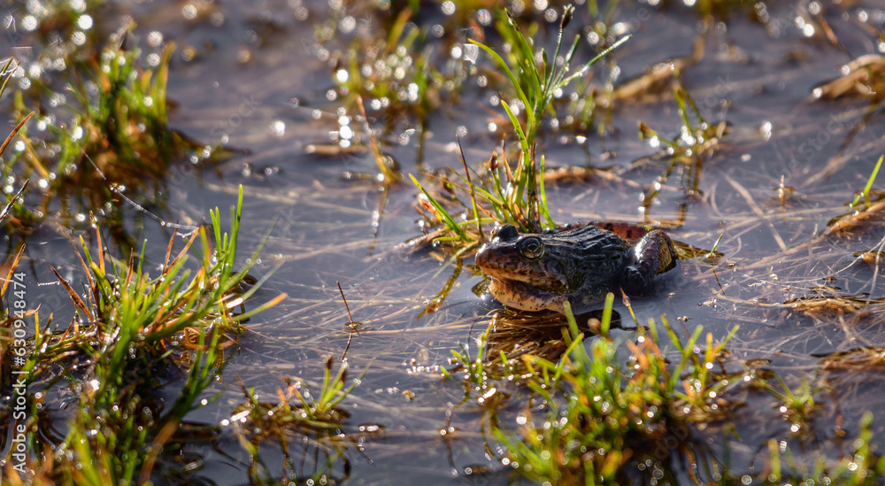 Sri Lanka paddy field frog (Minervarya greenii) on the Horton Plains National Park.