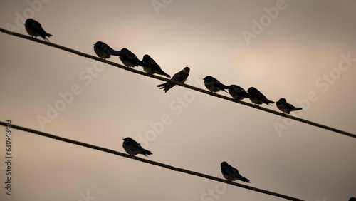 Flock of swallow birds spending the night in the telephone wires. One bird breaks the pattern.
