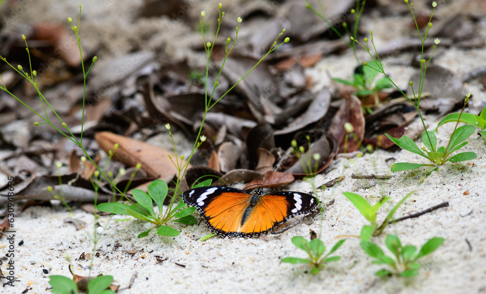 Plain Tiger Butterfly getting minerals from the moist sand at Yala national park, Sri Lanka. Plain Tiger Butterfly getting minerals from the moist sand at Yala national park, Sri Lanka.