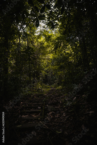 mystical dark rainforest in the morning