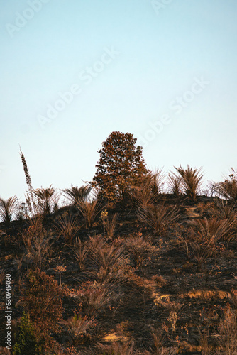 burnt plants at some hill