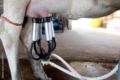 cow farm with mechanized milking equipment,close up cow with milking machine