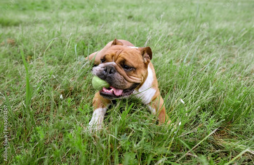 Portrait of English Bulldog lay lawn with ball toy. Dog resting on grass with his toy. Close up pet portrait