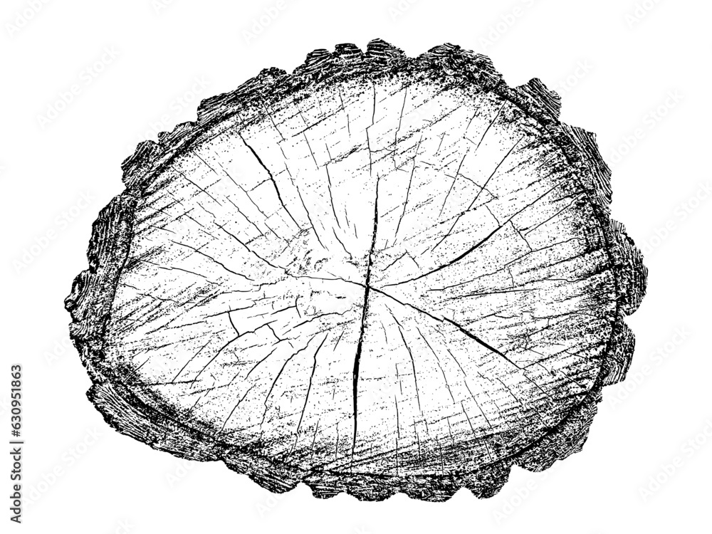 Obraz premium Wood texture cross section of tree rings. Cut slice of wooden stump isolated on white. Textured surface with rings and cracks. Black background made of hardwood from the forest. Vector illustration.