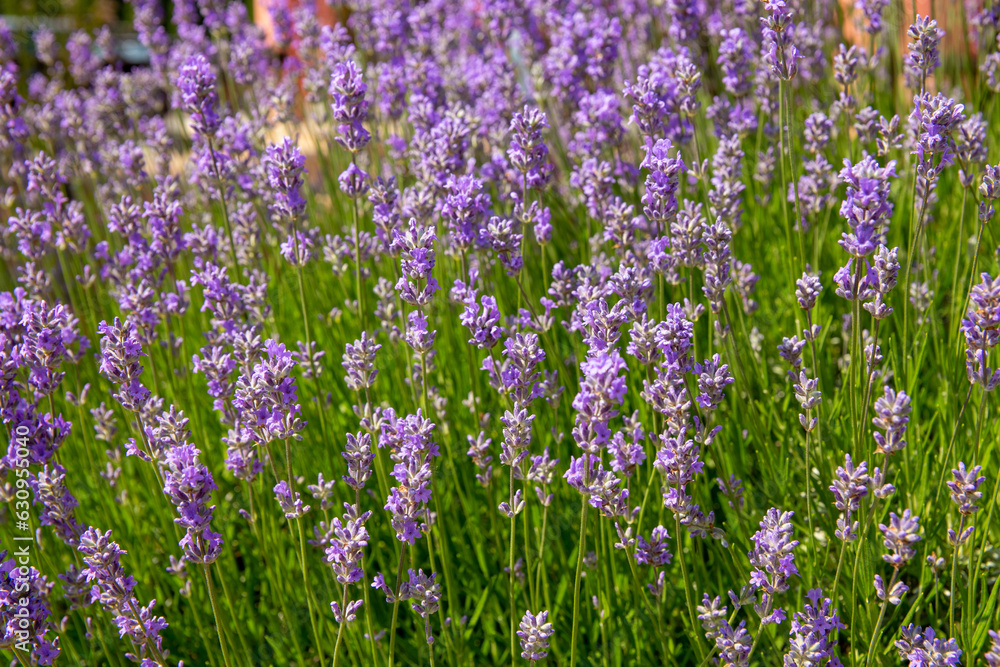Lavender bushes closeup at sunny day.